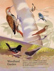 woodlandgarden
