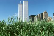 denescompwheatfield2