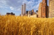 denescompwheatfield4