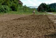 ricetreeburial1
