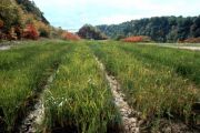 ricetreeburial2