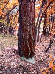 Lichen Tree
