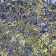 winter_hemlock