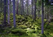 1-skog