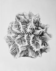 coral