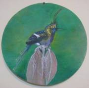 wire-crested-thorntail-2-r
