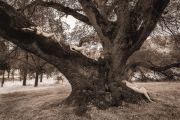 Canyon-Live-Oak-Maidens-I-TreeGirl-960pix