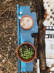 offerings