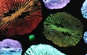 72Coral_Cadence_Detail_2