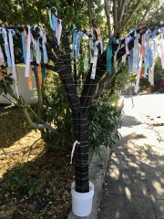 Climateribbontree