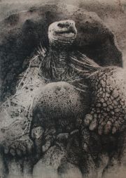 Galapagos-Tortoise