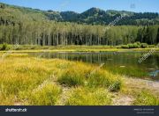 stock-photo-lush-summer-wetlands-and-aspen-forest-in-park-city-utah-24416046491