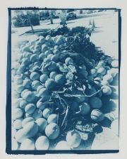 Hibbs.Grapefruit