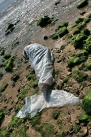 woman-fish-f-alamshah