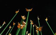 Kinetic Butterfly Cluster