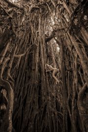 Cathedral-Fig-Dryad-TreeGirl-960pix