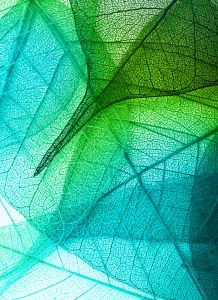 Green leaves background
