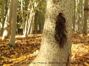 atefeh-khas-from-hair-series-tree-with-hair-2008-isfahan-iran-copy atefeh-khas-from-hair-series-tree-with-hair-2008-isfahan-iran-copy