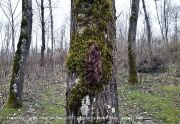atefeh-khas-from-hair-series-tree-with-hair-2015-masal-iran atefeh-khas-from-hair-series-tree-with-hair-2015-masal-iran