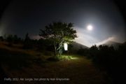 firefly-work-by-atefeh-khas-2012-abrjungle-4 firefly-work-by-atefeh-khas-2012-abrjungle-4