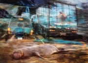 4carboncarsstreamingclimatechange-corser-oma