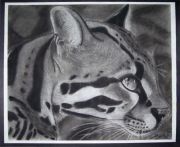 ocelot-full
