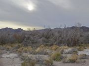 amargosa-wetland