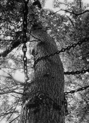 ricetreeburial5 ricetreeburial5