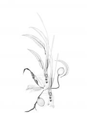 Columbian Exchange III