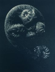 2017_Addison_Eccentricities-Hāpuʻu