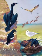 coastabluffs coastabluffs