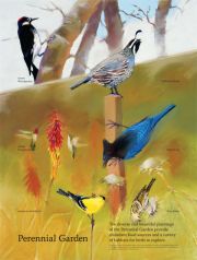 perennialgarden perennialgarden