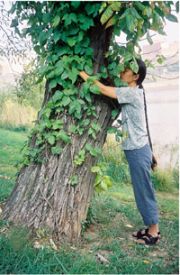 poison-ivy2 poison-ivy2