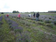 lavender-weeding