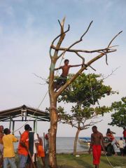 titumatetree_0