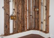 bark-beetle-forest