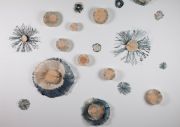 blue-stain-surprises