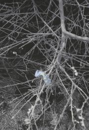 used-chewing-gum-Joshua-Tree-National-Park