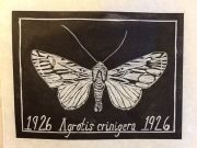 agrotis-crinigera-print