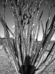 ocotillo-self-portrait-bw-print
