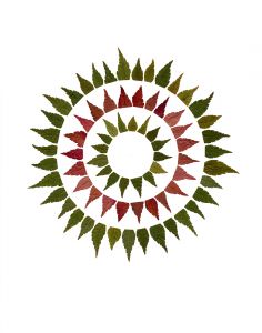 Circle Out