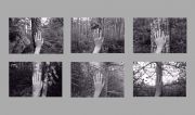 LarchSpruceFirBirchHand2011