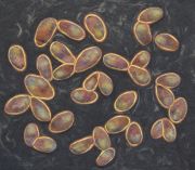 euglena-300