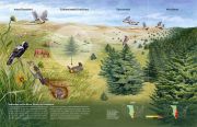 Woody_Encroachment