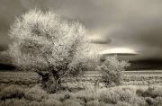 garth_m-a-death-in-the-desert-2