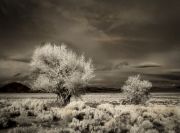 garth_m-a-death-in-the-desert-6