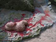 wounded-venus