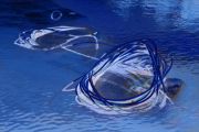 blue-lassos-fb