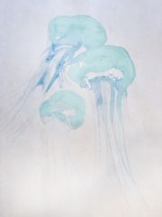 jellyfish