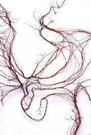 Circulation Heart Detail